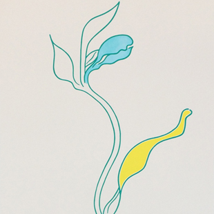 Lucie Bennett - Honeysuckle