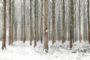 Martin Brent - Snow Trees III