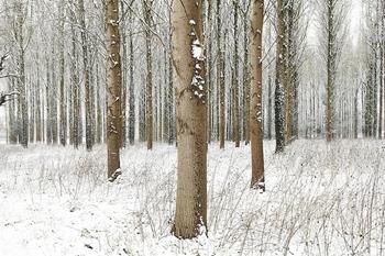 Martin Brent - Snow Trees II