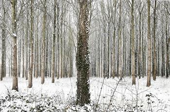 Martin Brent - Snow Trees IV