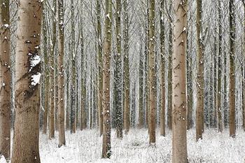 Martin Brent - Snow Trees I