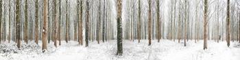 Martin Brent - Snow Trees