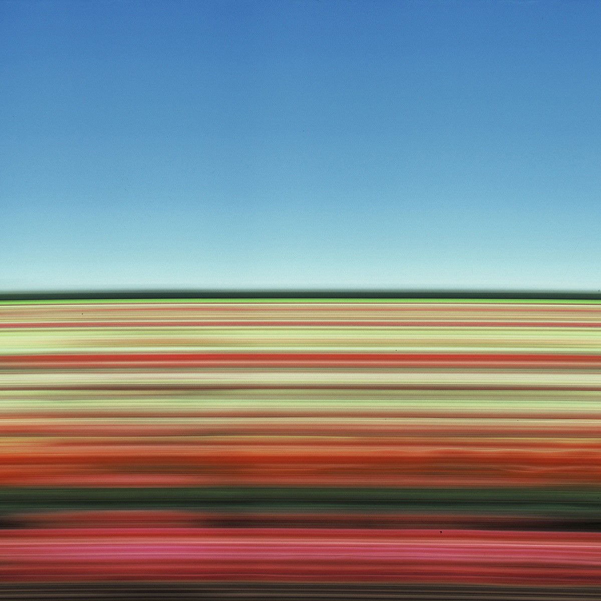 Rob Carter - Travelling Still Tulip Fields Holland XXXI
