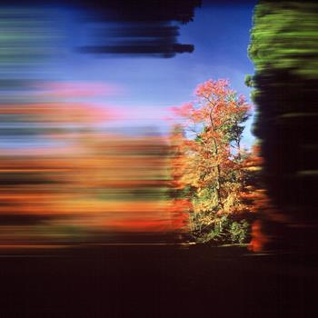 Rob Carter - Travelling Still, Westonbirt Arboretum II, England
