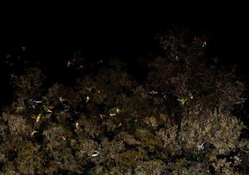 James Seow - The Garden Path III