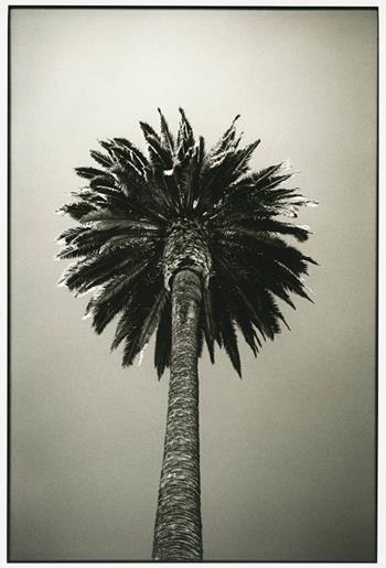 Alexander Brattell - Palmetto Drive, August 2013.