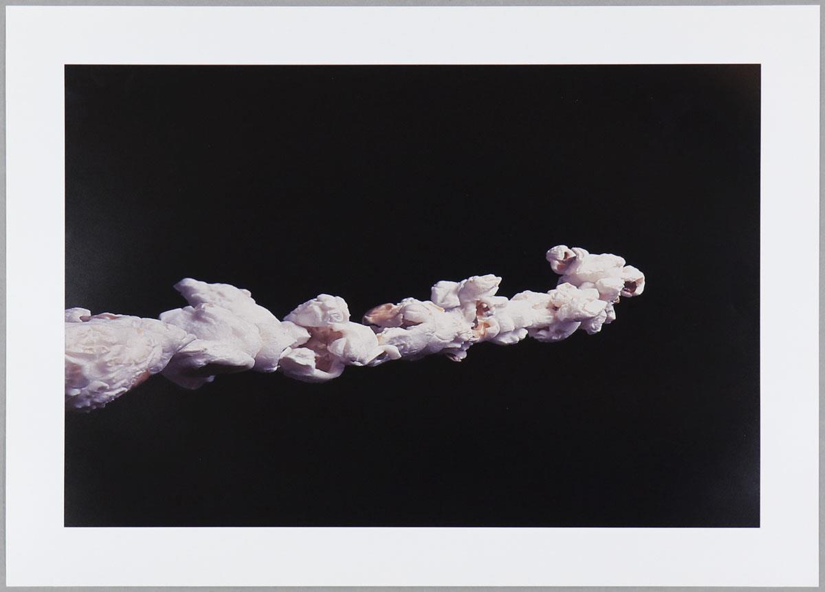 Boyd Webb - Dowse (1996)