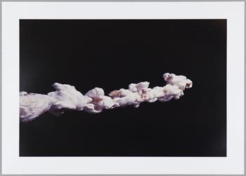 Boyd Webb - Dowse (1996)