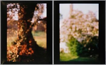 David Armstrong - Tree Trunk, Tivoli, Lilacs, Bovina (diptych)